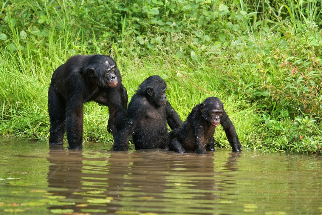 Lola ya Bonobo Sanctuary