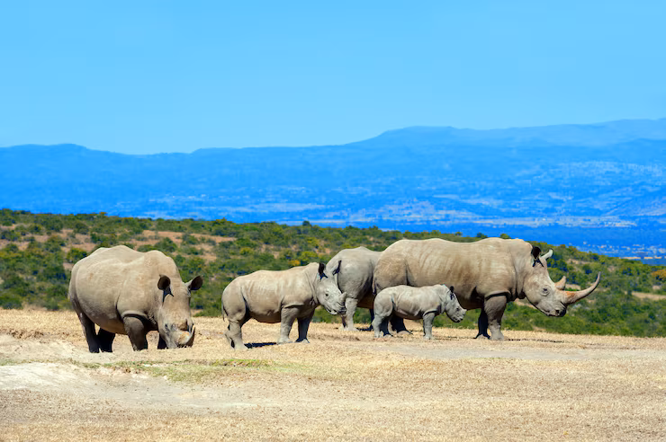 Amboseli National Park