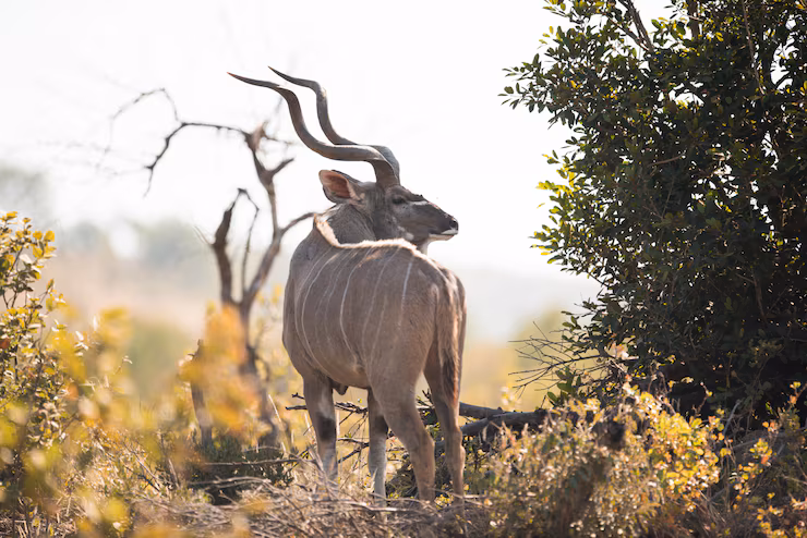 Maasai Mara