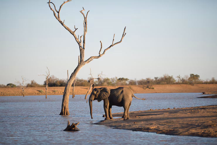 Chobe River