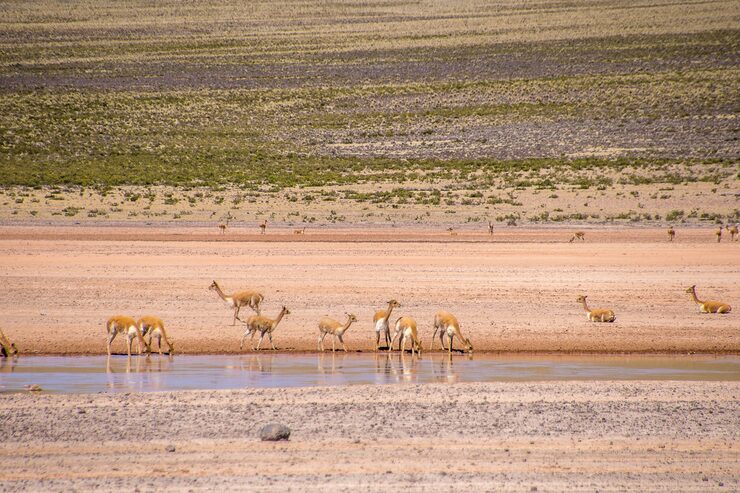 Okavango Waterways