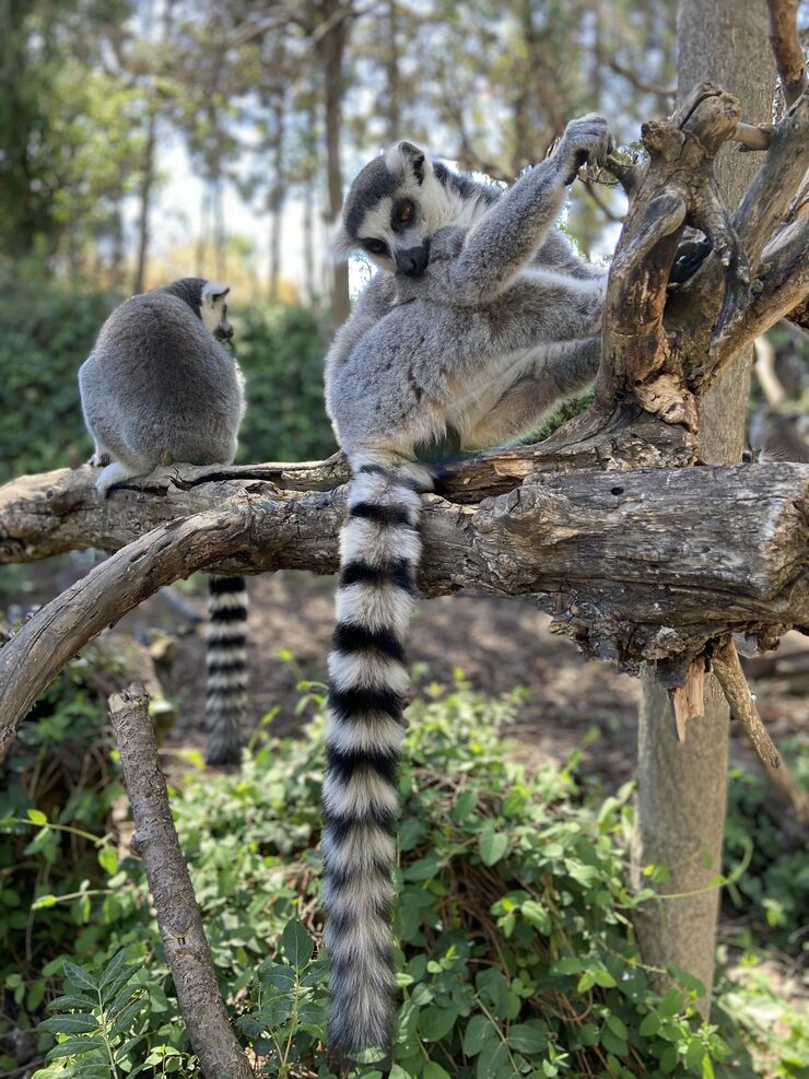 Madagascar