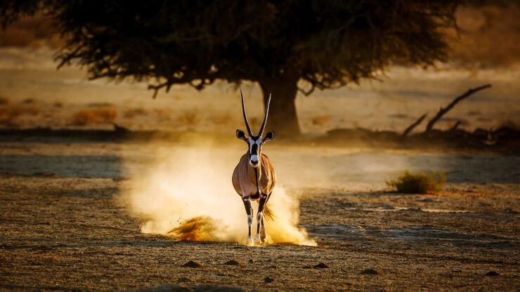 African Landscape
