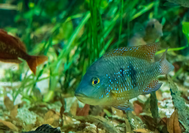 Chambo Fish