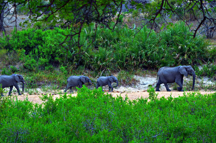 Gorongosa National Park