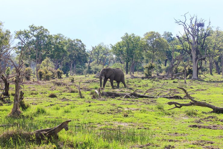 Gorongosa National Park