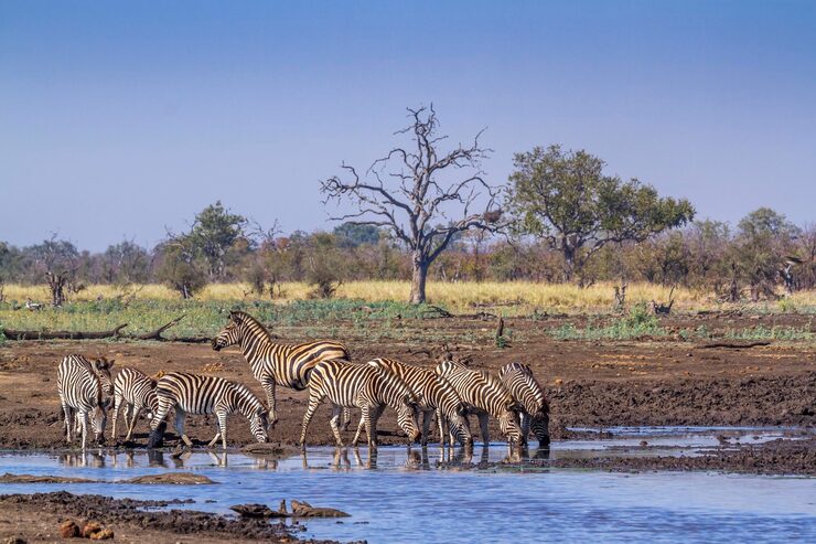 Giraffes in Chobe