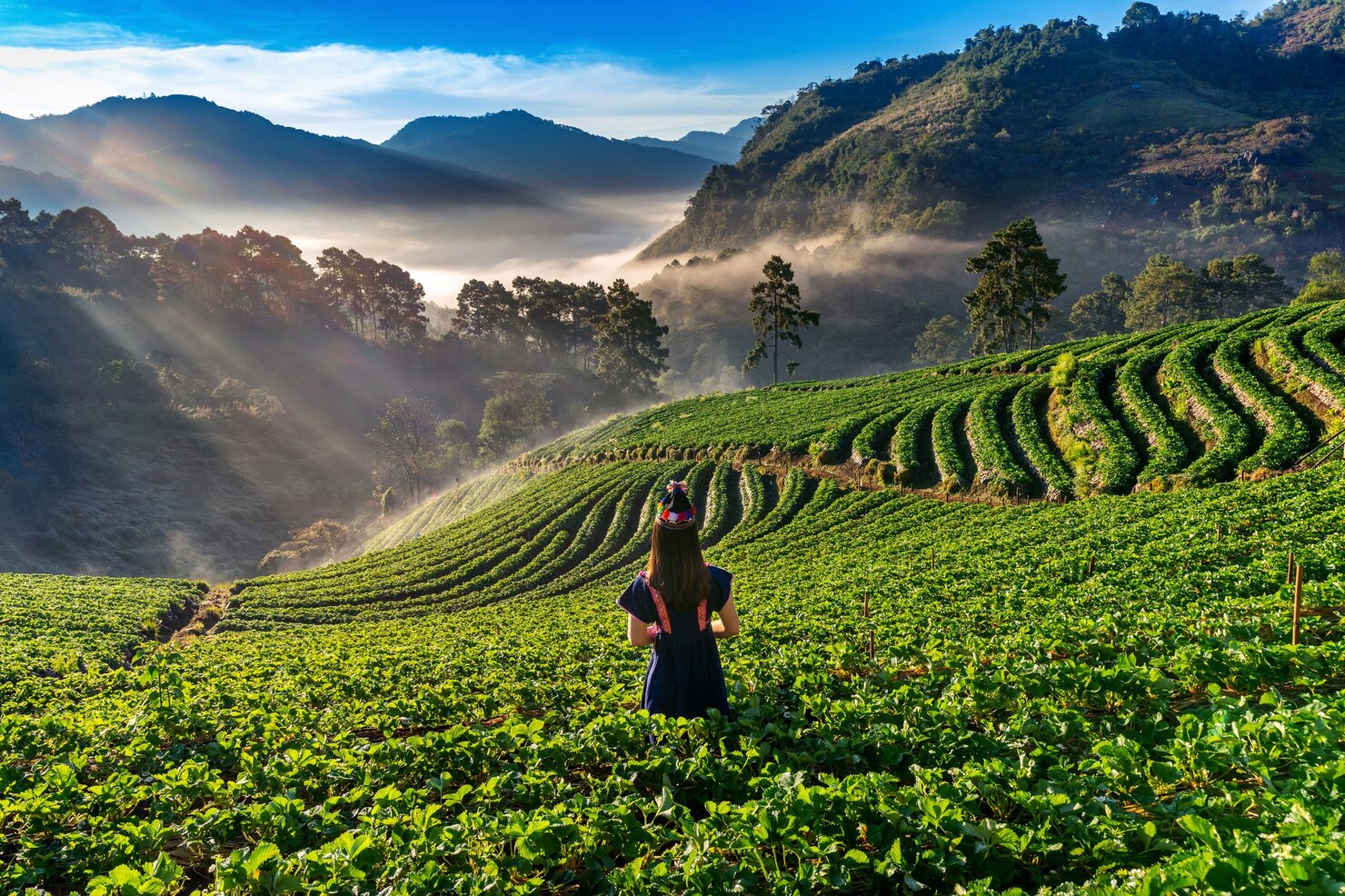 Kerala Backwaters & Hill Station Tour